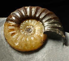 Load image into Gallery viewer, Asteroceras obtusum display ammonite fossil (70 mm)
