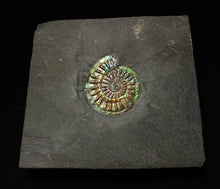 Load image into Gallery viewer, Juvenile green blue iridescent Caloceras display ammonite fossil 30mm
