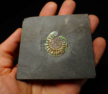 Load image into Gallery viewer, Juvenile green blue iridescent Caloceras display ammonite fossil 30mm
