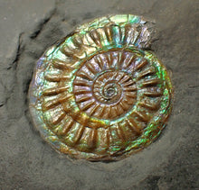 Load image into Gallery viewer, Juvenile green blue iridescent Caloceras display ammonite fossil 30mm
