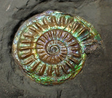 Load image into Gallery viewer, Juvenile green blue iridescent Caloceras display ammonite fossil 30mm

