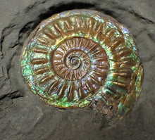 Load image into Gallery viewer, Juvenile green blue iridescent Caloceras display ammonite fossil 30mm

