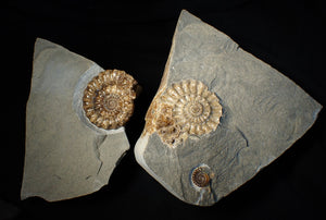 Large popped calcite Xipheroceras split ammonite display piece