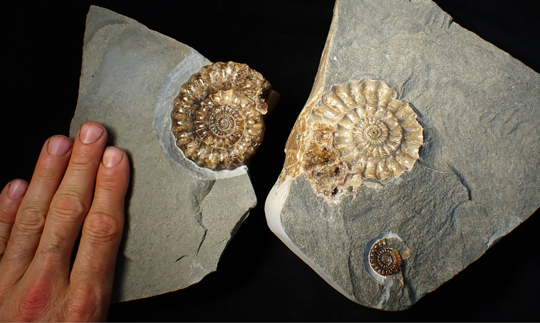 Large popped calcite Xipheroceras split ammonite display piece