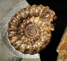 Load image into Gallery viewer, Large popped calcite Xipheroceras split ammonite display piece
