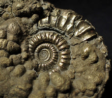 Load image into Gallery viewer, Crucilobiceras pyrite ammonite (46 mm)
