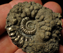 Load image into Gallery viewer, Crucilobiceras pyrite ammonite (46 mm)
