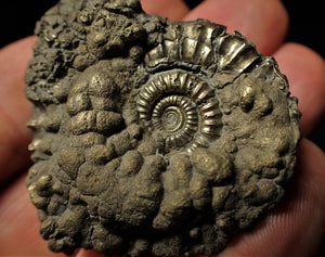 Crucilobiceras pyrite ammonite (46 mm)