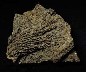 Detailed 3D pyrite crinoid head fossil (57 mm)