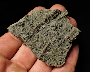 Detailed 3D pyrite crinoid head fossil (57 mm)