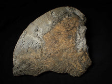 Load image into Gallery viewer, Large uncommon crinoid colony Pentacrinites (216 mm)
