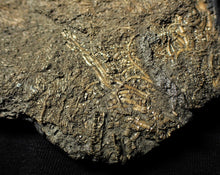 Load image into Gallery viewer, Large uncommon crinoid colony Pentacrinites (216 mm)

