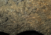 Load image into Gallery viewer, Large uncommon crinoid colony Pentacrinites (216 mm)
