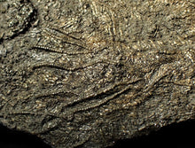 Load image into Gallery viewer, Large uncommon crinoid colony Pentacrinites (216 mm)
