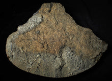 Load image into Gallery viewer, Large uncommon crinoid colony Pentacrinites (216 mm)
