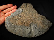 Load image into Gallery viewer, Large uncommon crinoid colony Pentacrinites (216 mm)
