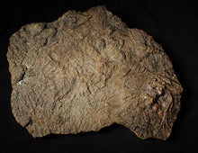 Load image into Gallery viewer, Large uncommon 3D crinoid colony Pentacrinites (212 mm)
