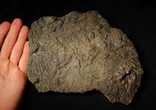Load image into Gallery viewer, Large uncommon 3D crinoid colony Pentacrinites (212 mm)
