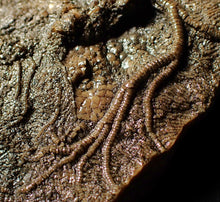 Load image into Gallery viewer, Large uncommon 3D crinoid colony Pentacrinites (212 mm)
