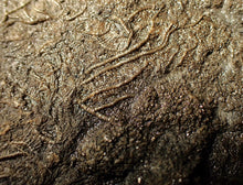 Load image into Gallery viewer, Large uncommon 3D crinoid colony Pentacrinites (212 mm)
