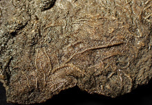 Load image into Gallery viewer, Large uncommon 3D crinoid colony Pentacrinites (212 mm)
