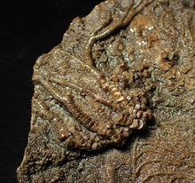 Load image into Gallery viewer, Large uncommon 3D crinoid colony Pentacrinites (212 mm)
