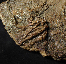 Load image into Gallery viewer, Large uncommon 3D crinoid colony Pentacrinites (212 mm)
