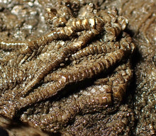 Load image into Gallery viewer, Large uncommon 3D crinoid colony Pentacrinites (212 mm)

