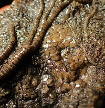 Load image into Gallery viewer, Large uncommon 3D crinoid colony Pentacrinites (212 mm)
