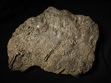 Load image into Gallery viewer, Large uncommon 3D crinoid colony Pentacrinites (212 mm)

