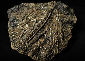 Large detailed crinoid fossil (86 mm)