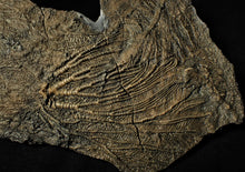 Load image into Gallery viewer, Big detailed crinoid fossil head (240 mm) &lt;em&gt;Pentacrinites&lt;/em&gt;
