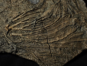 Big detailed crinoid fossil head (240 mm) <em>Pentacrinites</em>
