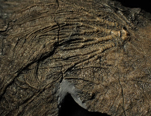 Big detailed crinoid fossil head (240 mm) <em>Pentacrinites</em>