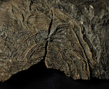 Load image into Gallery viewer, Big detailed crinoid fossil head (240 mm) &lt;em&gt;Pentacrinites&lt;/em&gt;
