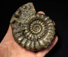 Load image into Gallery viewer, Big 100mm pyrite Eoderoceras bispinigerum ammonite fossil

