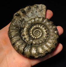 Load image into Gallery viewer, Big 100mm pyrite Eoderoceras bispinigerum ammonite fossil
