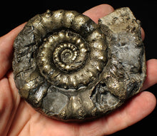 Load image into Gallery viewer, Big 100mm pyrite Eoderoceras bispinigerum ammonite fossil
