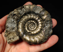Load image into Gallery viewer, Big 100mm pyrite Eoderoceras bispinigerum ammonite fossil
