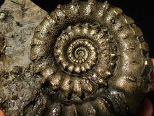 Load image into Gallery viewer, Big 100mm pyrite Eoderoceras bispinigerum ammonite fossil
