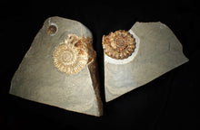 Load image into Gallery viewer, Large popped calcite Xipheroceras split ammonite display piece
