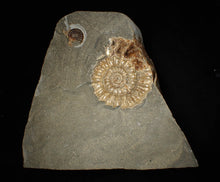 Load image into Gallery viewer, Large popped calcite Xipheroceras split ammonite display piece
