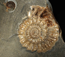 Load image into Gallery viewer, Large popped calcite Xipheroceras split ammonite display piece
