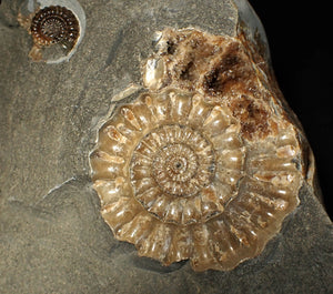 Large popped calcite Xipheroceras split ammonite display piece