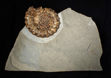 Load image into Gallery viewer, Large popped calcite Xipheroceras split ammonite display piece
