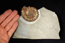 Load image into Gallery viewer, Large popped calcite Xipheroceras split ammonite display piece
