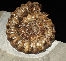 Load image into Gallery viewer, Large popped calcite Xipheroceras split ammonite display piece
