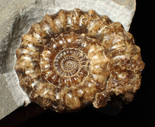 Load image into Gallery viewer, Large popped calcite Xipheroceras split ammonite display piece

