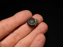 Load image into Gallery viewer, Crucilobiceras pyrite ammonite fossil (17 mm)
