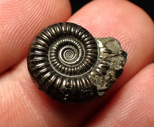 Crucilobiceras pyrite ammonite fossil (17 mm)